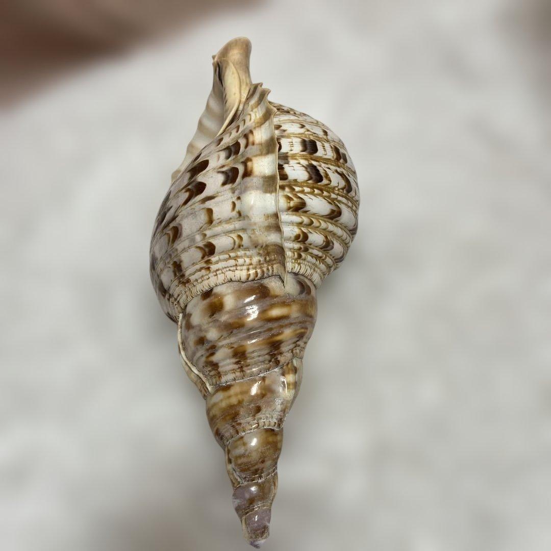 天然ホラ貝(40cm)