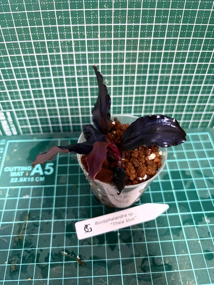 水草 Bucephalandra sp. \"Theia blue\"