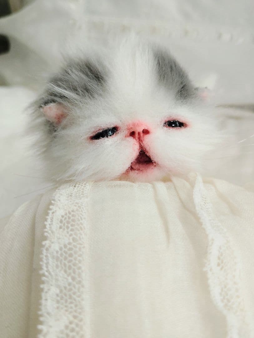 生後２週間♡おっとり♡子猫ちゃん♡アートドール♡ぬいぐるみ♡