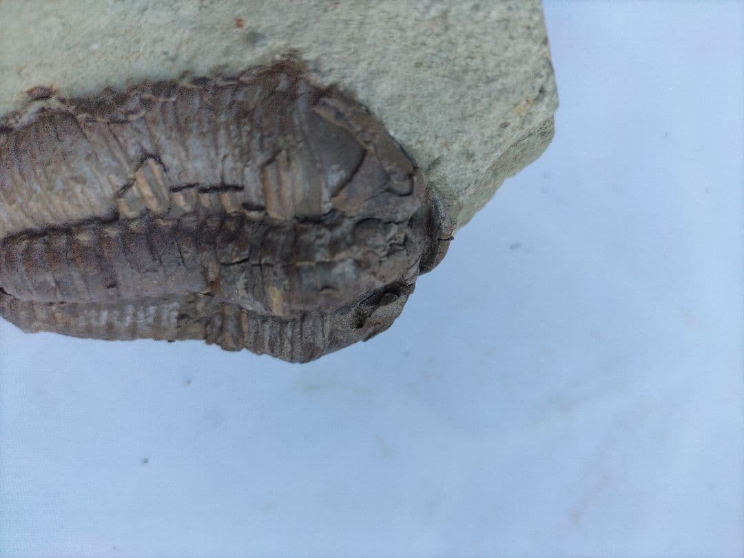 三葉虫の化石