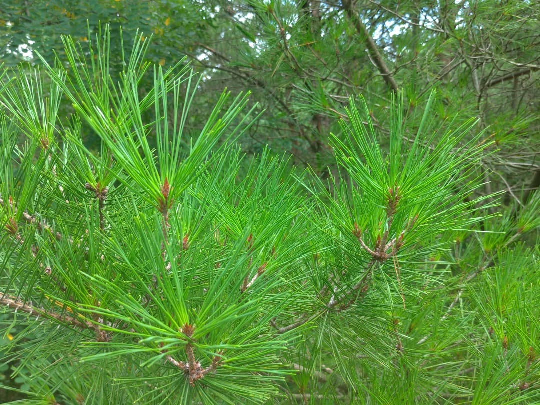 【himitsuno】赤松の粉末50g×6 秋田産・自然無農薬