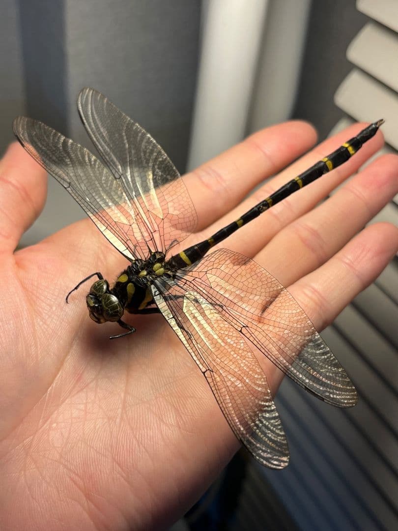 【半立体標本】オニヤンマAnotogaster sieboldii ストラップ