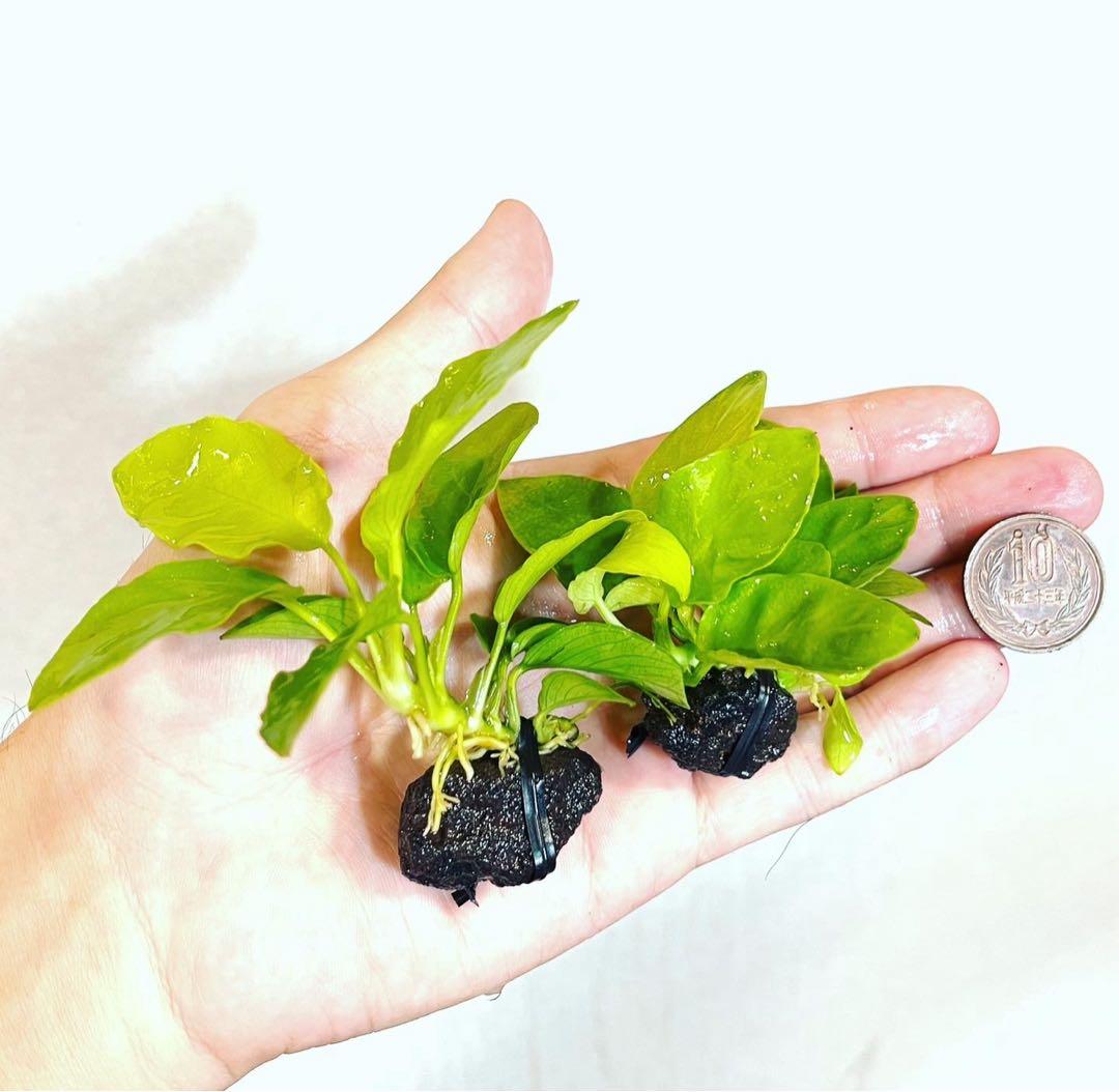 専用◆特◆アヌビアスナナゴールデン溶岩石6個セット