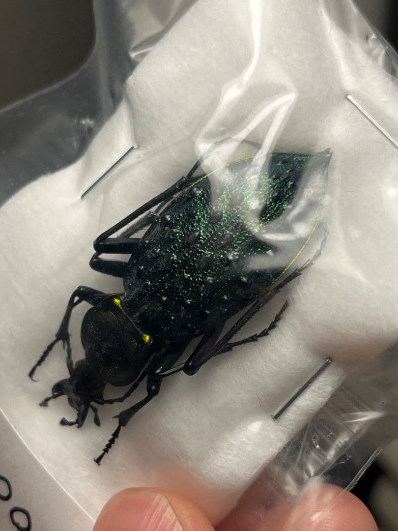 【45mm】テイオウカブリモドキ　 オサムシ標本 オサムシ マイマイカブリ ハン