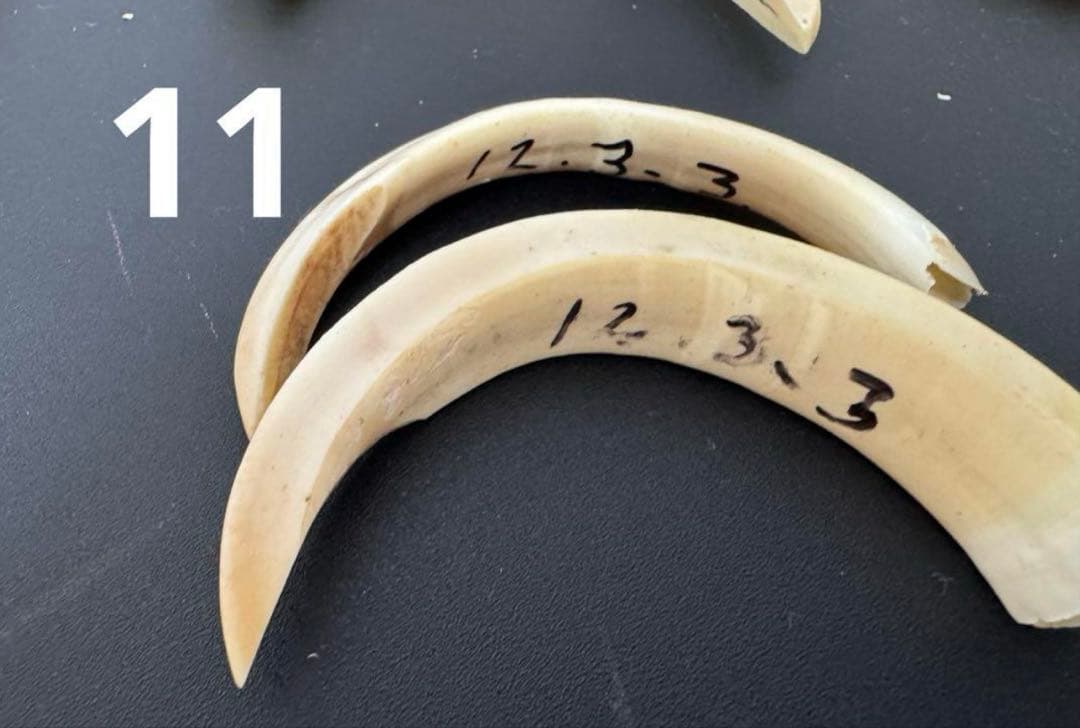 Rei様 イノシシの牙　大2本セット　✖️11 無加工　ハンドメイド