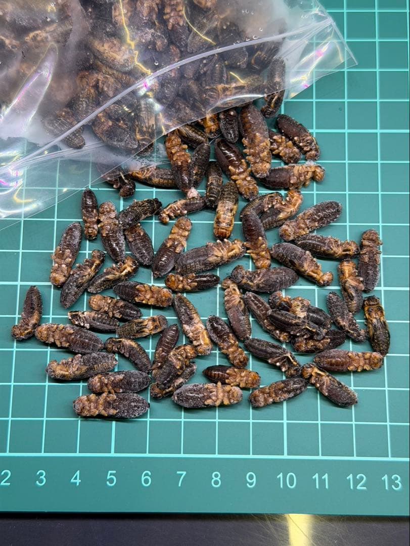 冷凍コオロギ　約1,1kg(3,350匹程度) ML~Lサイズ　フタホシ
