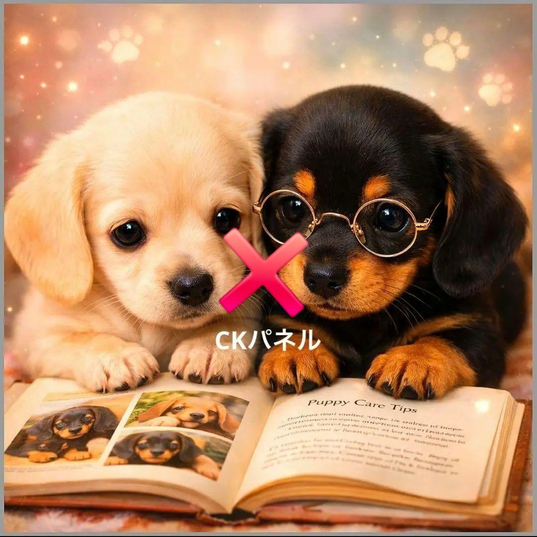 激レア本を読むポメラニアン、チワワ、ダックス、トイプー、柴犬、パグパネル生地