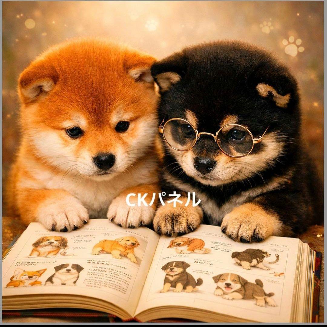 激レア本を読むポメラニアン、チワワ、ダックス、トイプー、柴犬、パグパネル生地