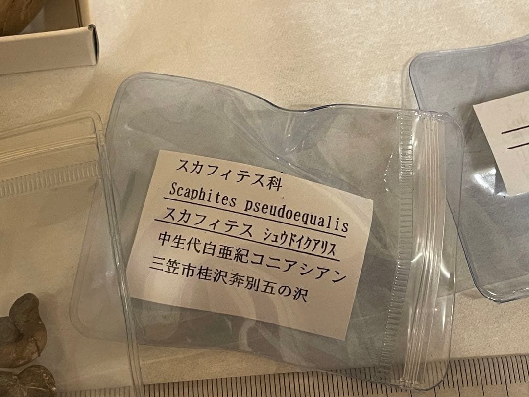アンモナイト 北海道産アンモナイト 化石 セット