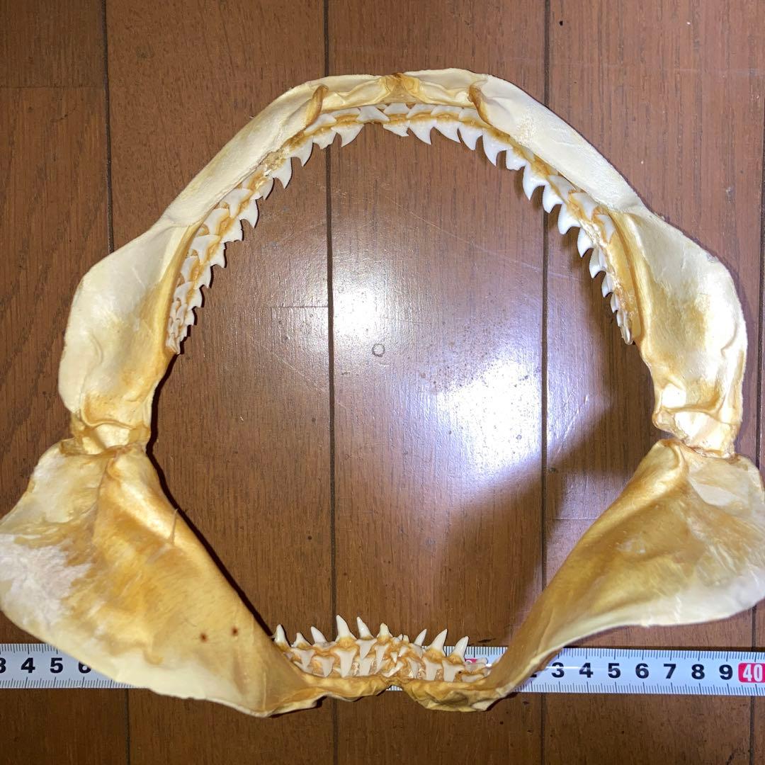 アオザメ顎骨標本　最終値下げ