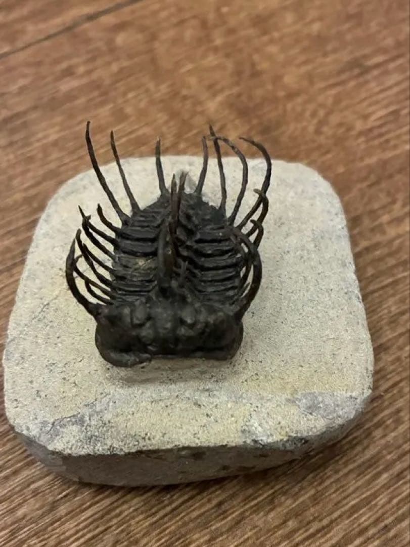 三葉虫　化石　台座付き