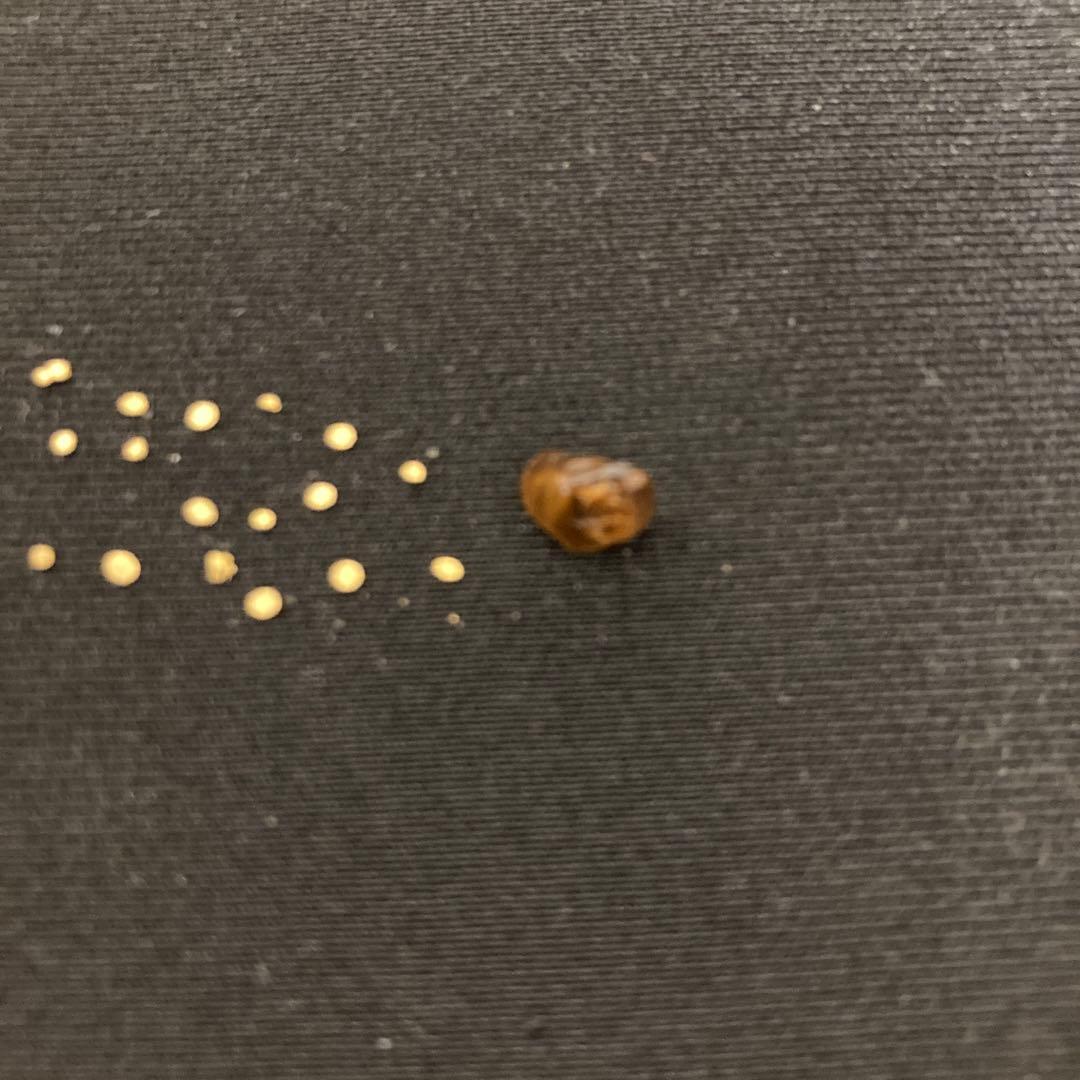 土肥金山　砂金　32粒（内3つは双子）　鉱石1粒 計33粒セット