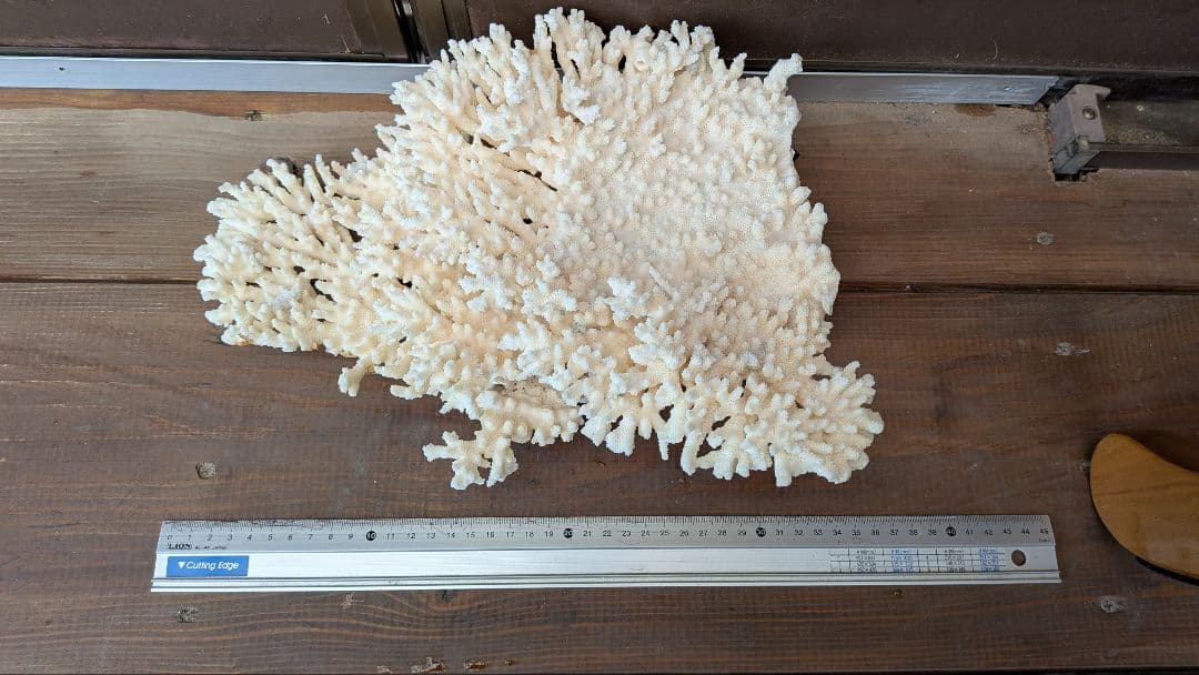 テーブル状サンゴ　大型　約36センチ