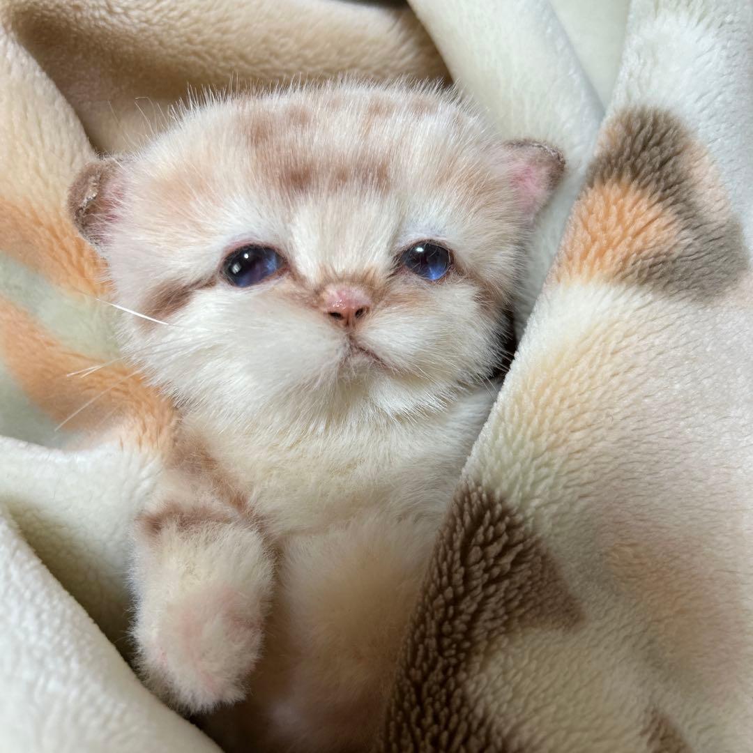 アートドール　スナネコベビー　子猫ちゃん　ぬいぐるみ