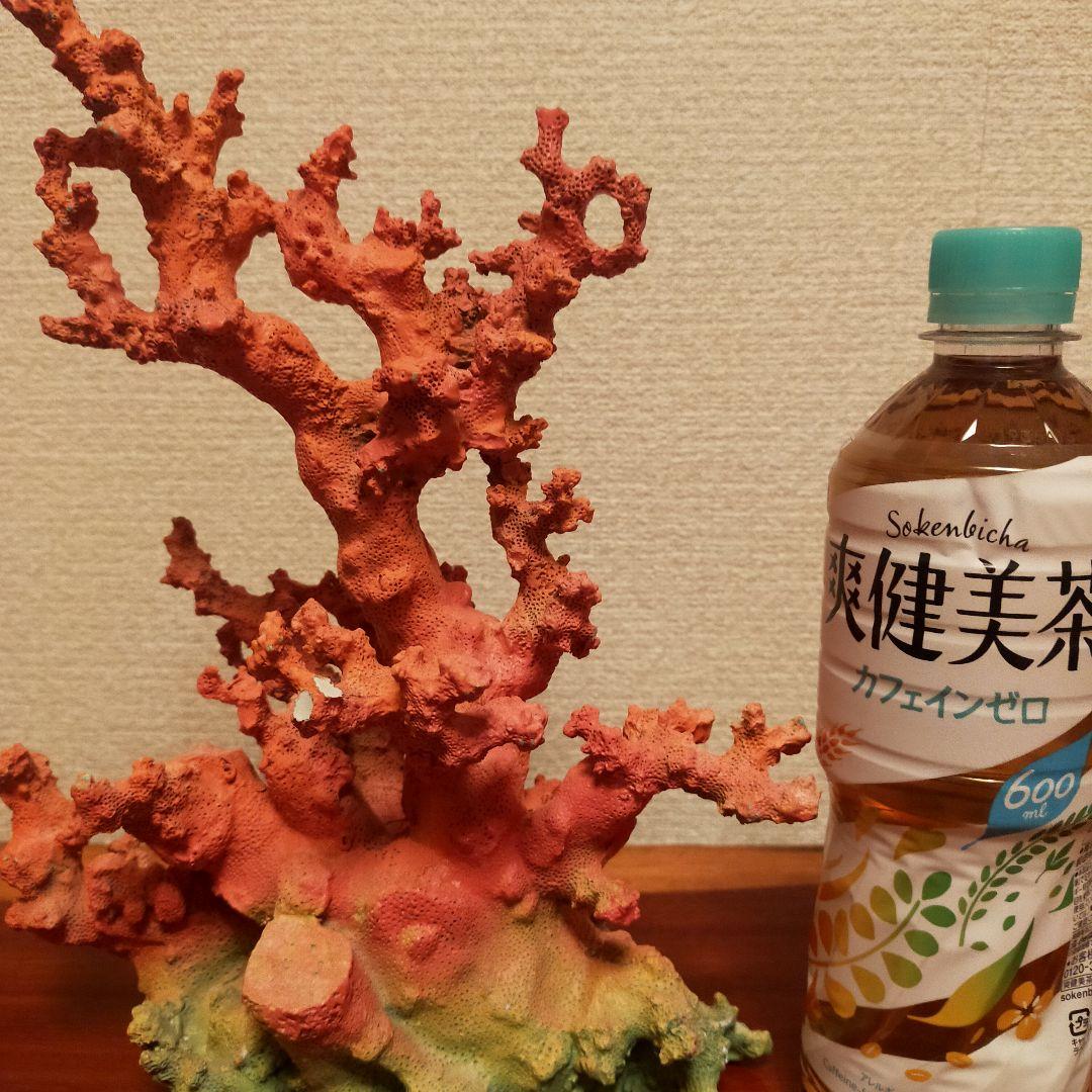 人工珊瑚人工ライブロック