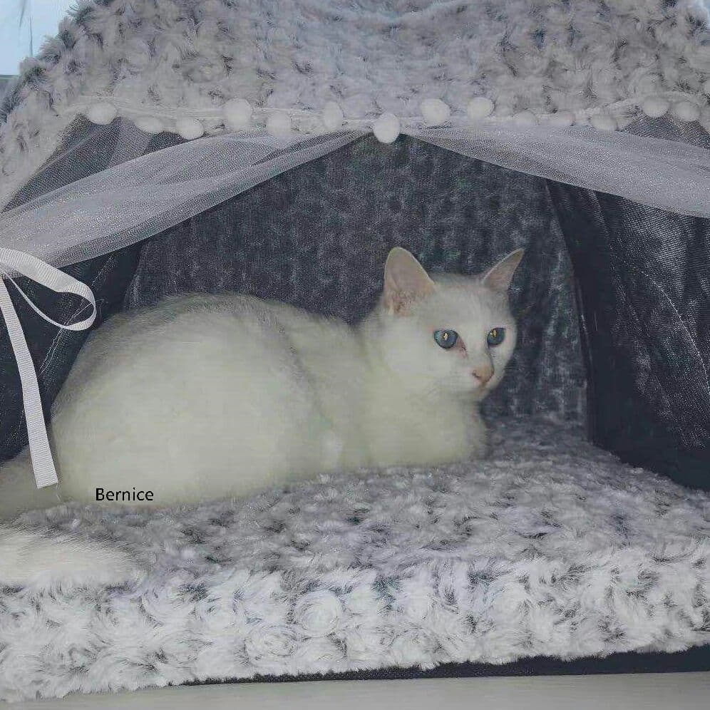 猫小屋冬の保温猫テント猫小屋猫の家閉鎖式ペットベッド四季共通の犬小屋別荘用品0