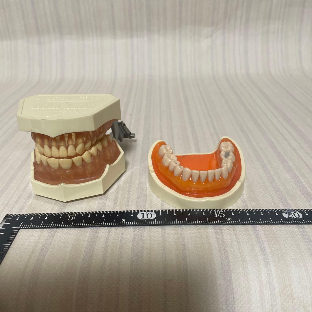保管品 ニッシン 歯科模型 2個