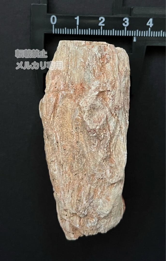 ペトリファイドウッド 珪化木 木の化石 マダガスカル産