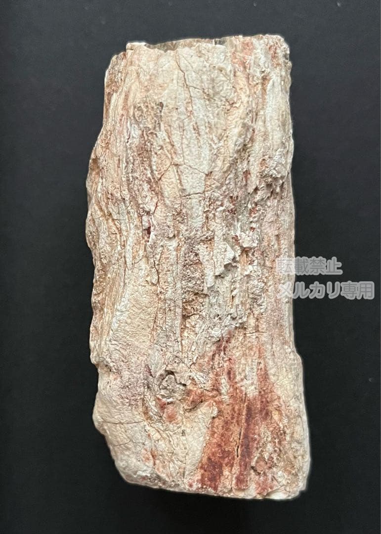 ペトリファイドウッド 珪化木 木の化石 マダガスカル産