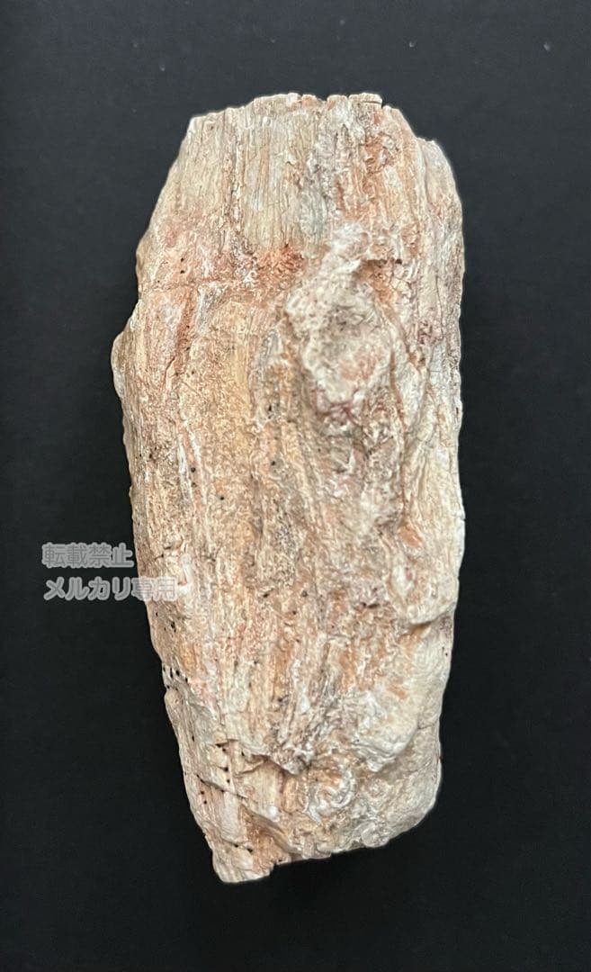 ペトリファイドウッド 珪化木 木の化石 マダガスカル産