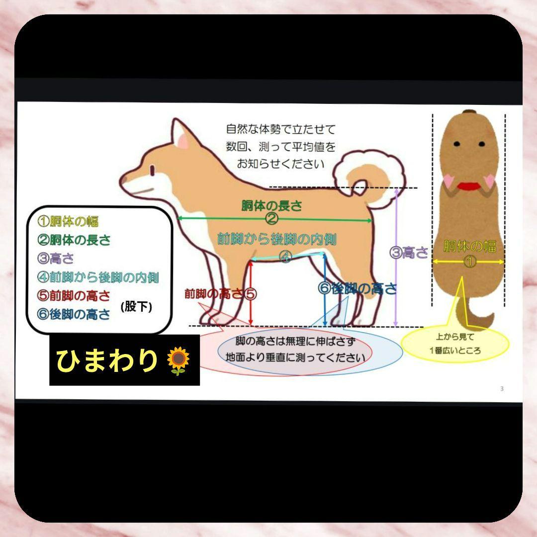 おそら　トイプー4輪　リハビリ　食事補助　犬用車椅子　介護用　犬の歩行器