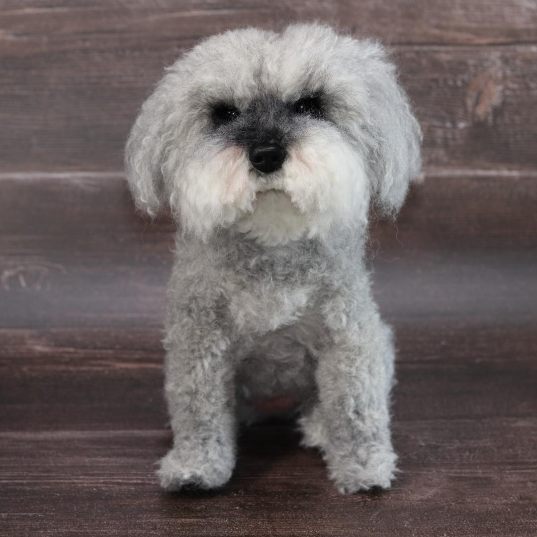 わんたさんさま専用　羊毛フェルト　犬　シュナウザー　Ｌサイズ　オーダー
