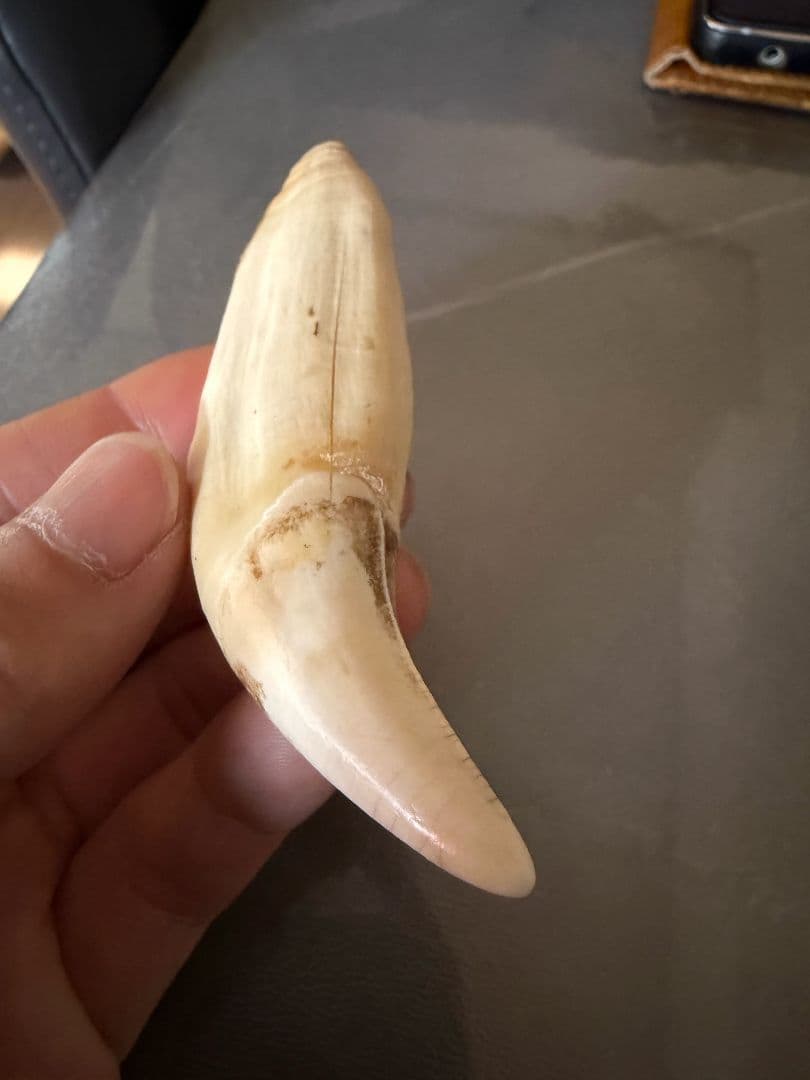熊の牙　特大