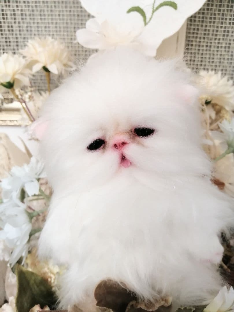 ポッケにゃん♡ベビー♡子猫ちゃん♡アートドール♡ぬいぐるみ♡
