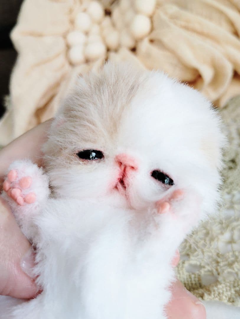 生後7日♡オメメ開いたよ♡エキゾ子猫♡赤ちゃん♡アートドール♡ぬいぐるみ♡