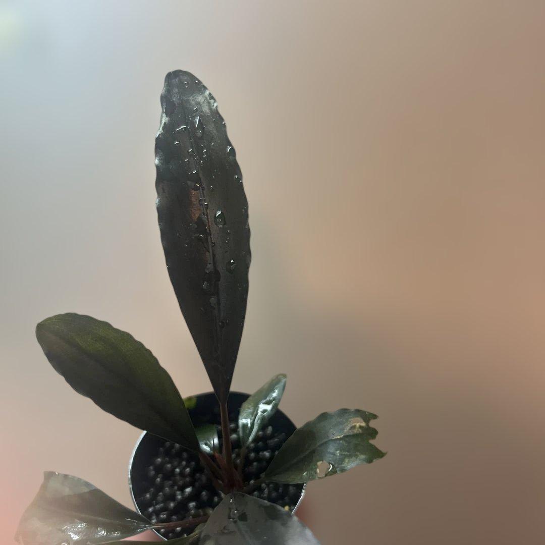 乳*菌様 Bucephalandra sp. Deep purple 【AZ08