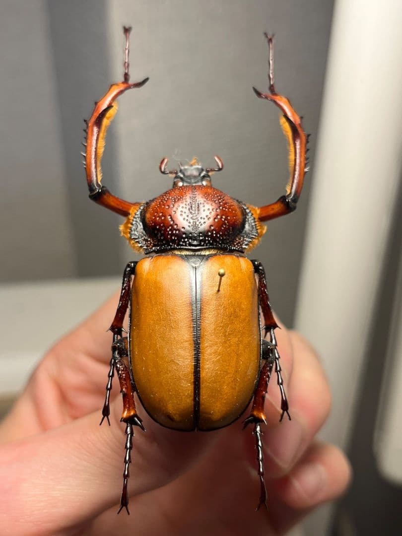 【49mm♂】ダビディヒメテナガコガネ 標本テナガカミキリ昆虫標本 甲虫