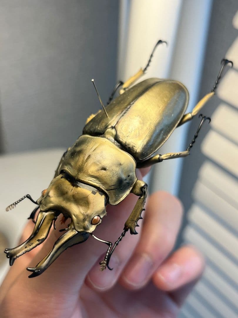 【WC76mm】ローゼンベルグオウゴンオニクワガタ 標本　タランドゥスオオツヤ