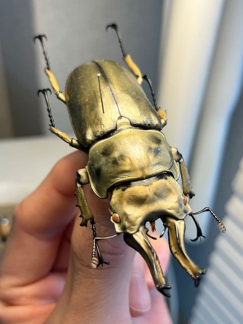 【WC76mm】ローゼンベルグオウゴンオニクワガタ 標本　タランドゥスオオツヤ