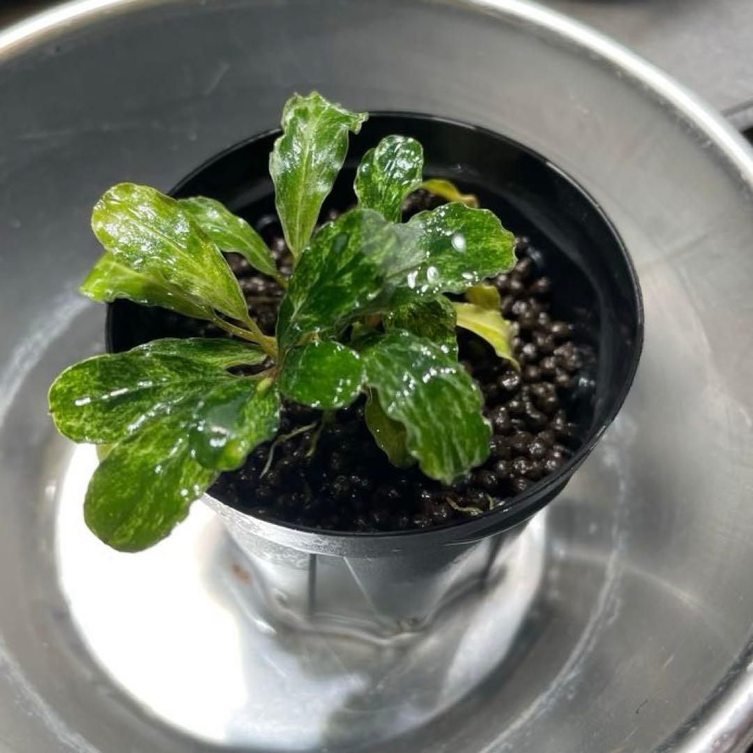 ブセファランドラ　sp.green wavy 斑入り　グリーンウェービー