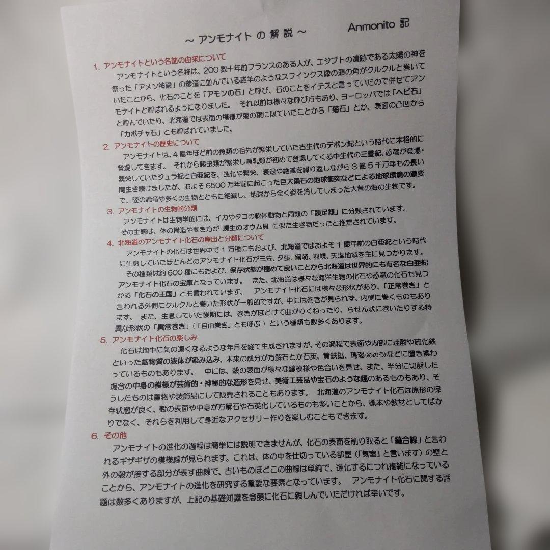 北海道アンモナイト化石、正常巻6点・異常巻１点が混在する３点＋資料４点