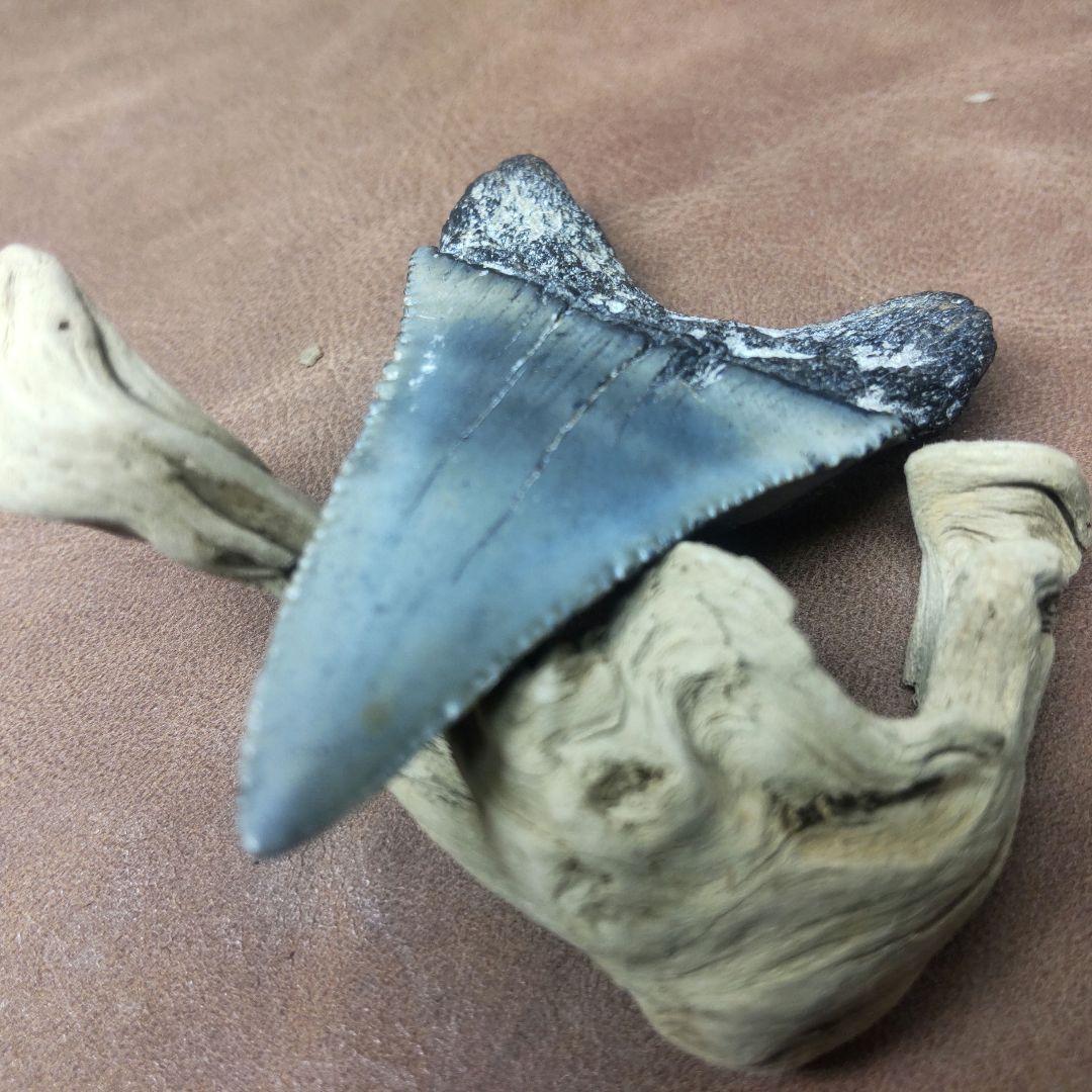 ④Carcharodon Carcharias 歯　化石　鮫　三葉虫　希少