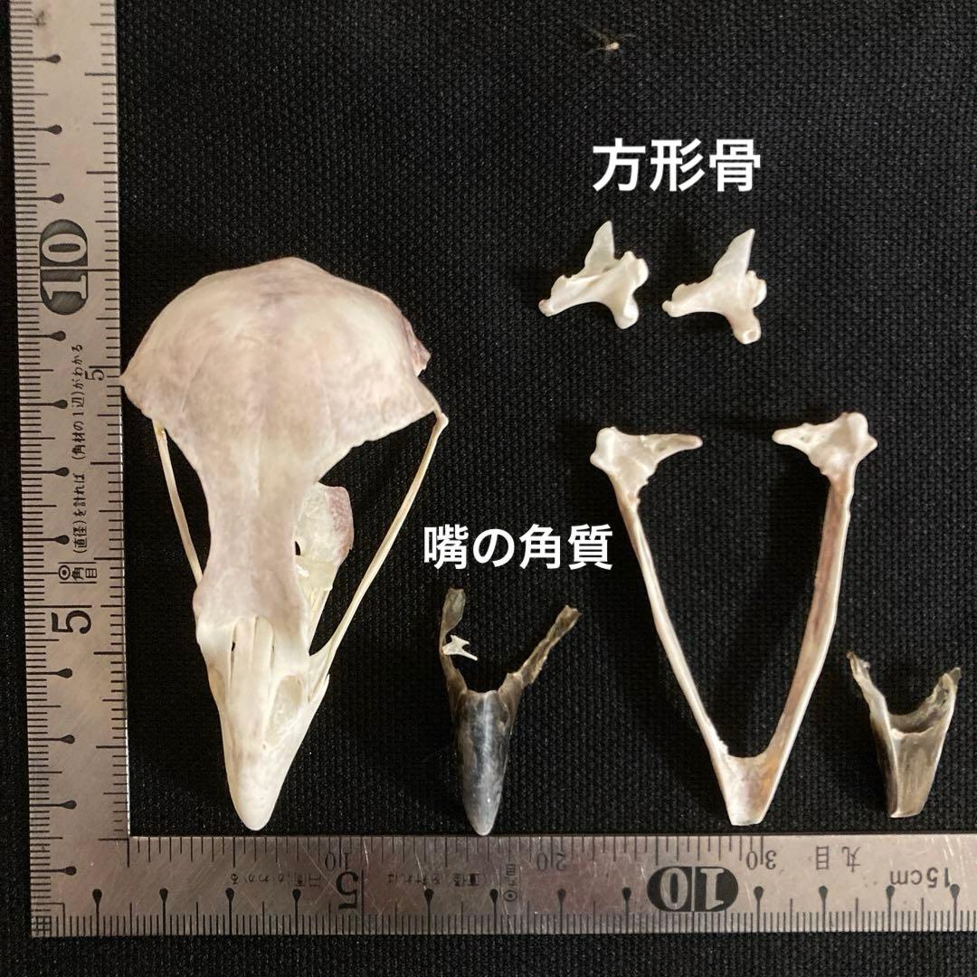 トビの頭骨他 標本 コレクション 置物 オブジェ