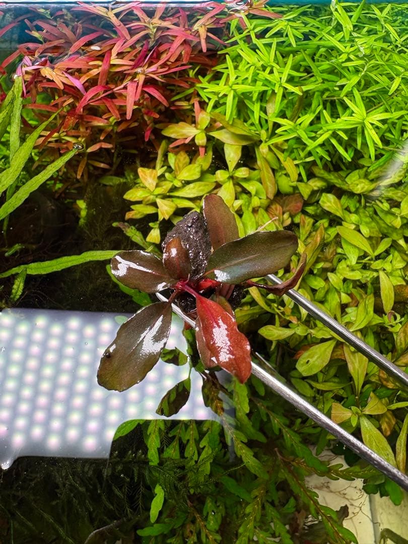 ブセファランドラ sp ゴースト2016