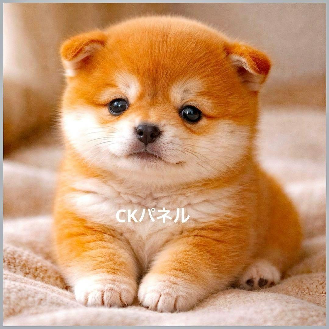 激レアパグ、ダックス、トイプー、ポメラニアン、チワワ、柴犬パネル生地