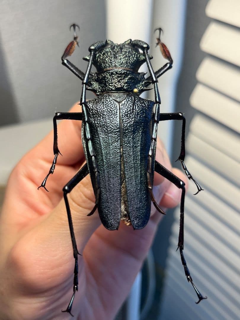 【BIG】ルリオニカミキリ ムラサキオニノコギリカミキリ キンオニ 昆虫標本