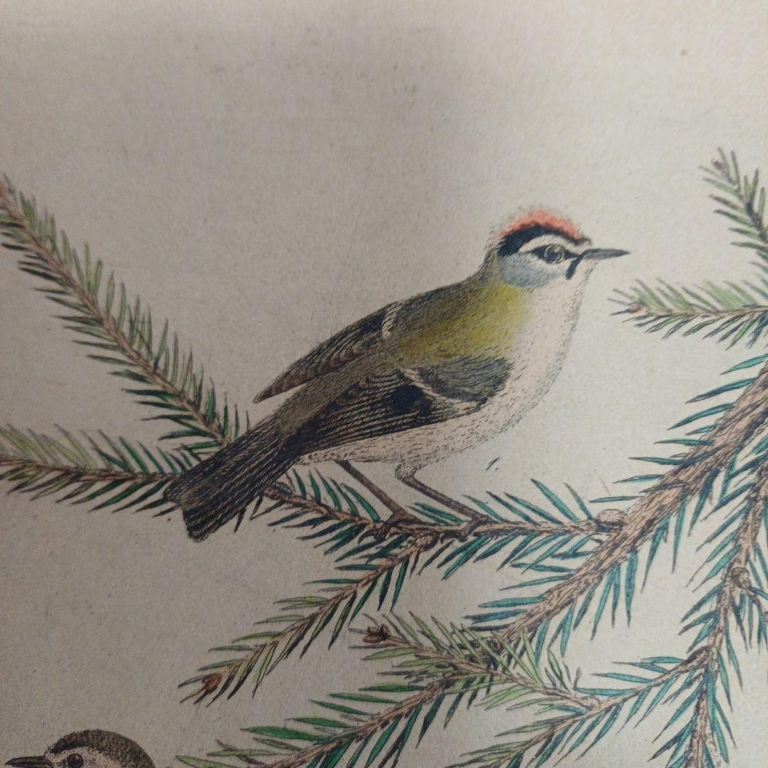 博物画 ズグロムシクイ、鳥とサパン(もみの木)