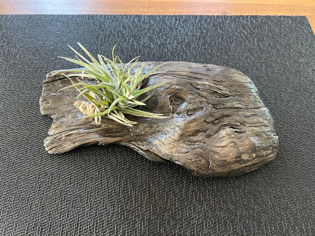 エアプランツ　おき皿　流木　チランジア　セット