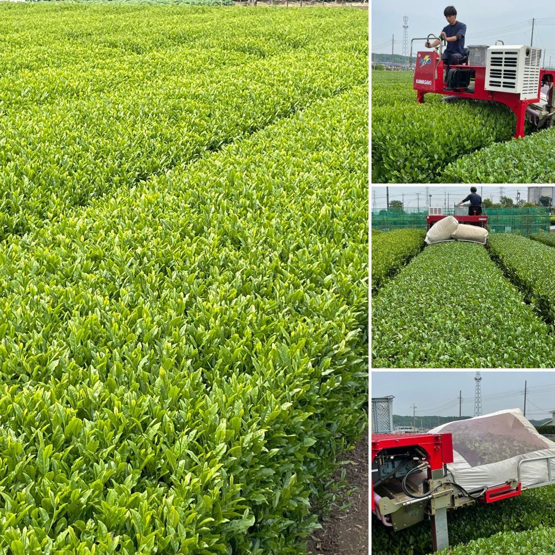 【狭山茶】茶畑直販☆上煎茶１袋(令7産)1kg一番茶☆深蒸し緑茶日本茶無添加