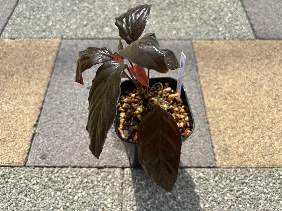 Homalomena sp. 黒錦 Sumatera Utara （本タグ付き）
