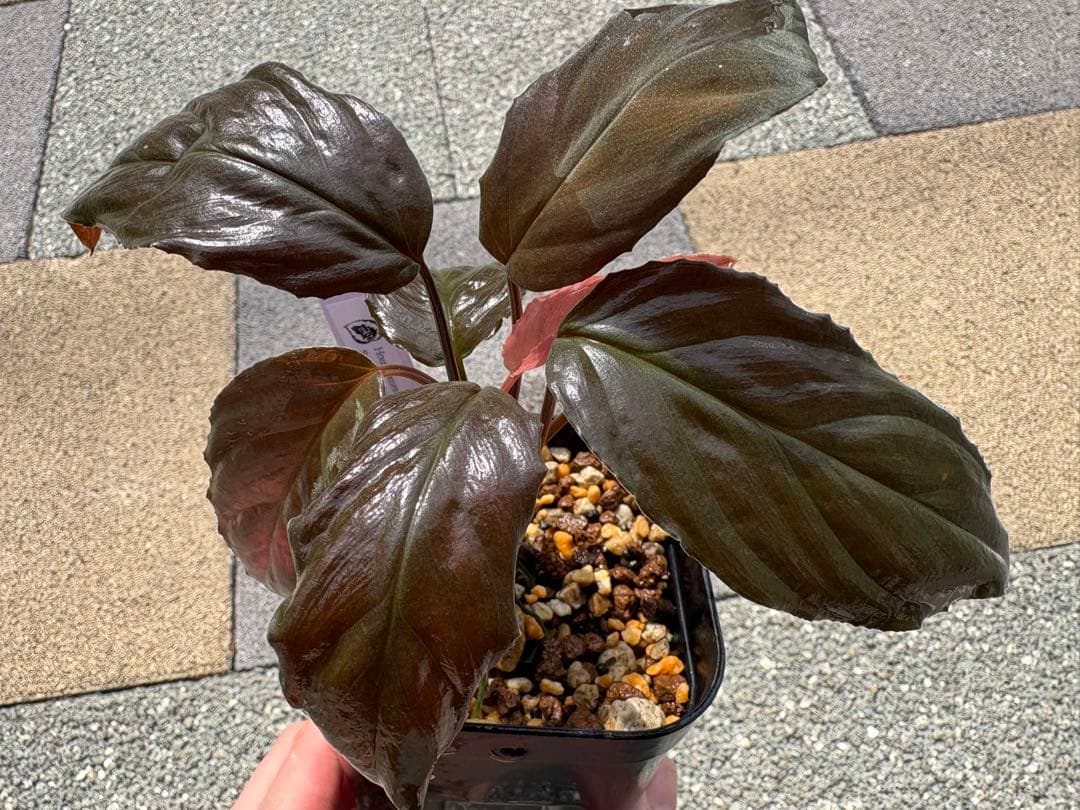 Homalomena sp. 黒錦 Sumatera Utara （本タグ付き）