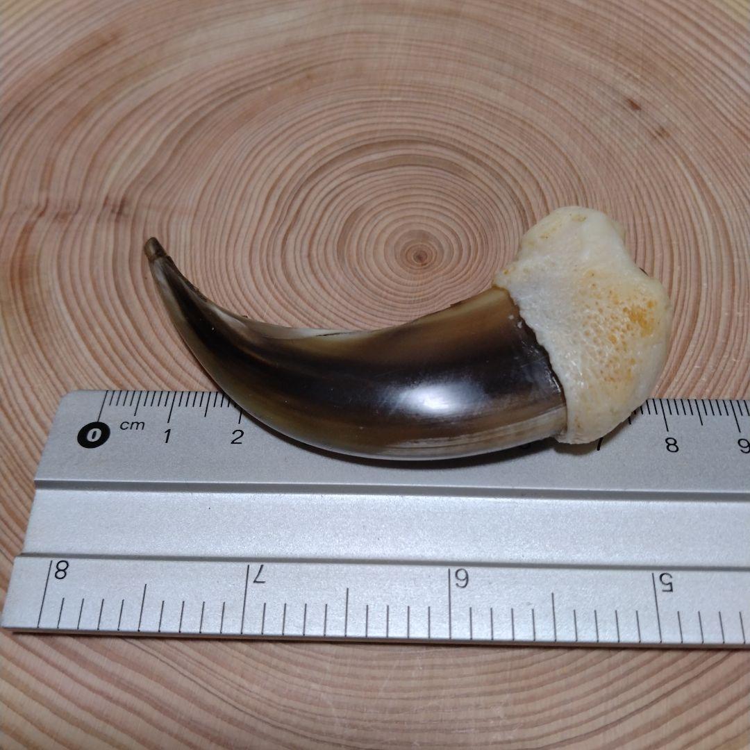 熊の爪　キーホルダー　特大　ヒグマの爪　羆の爪　魔除け　災難除け　財運・金運上昇