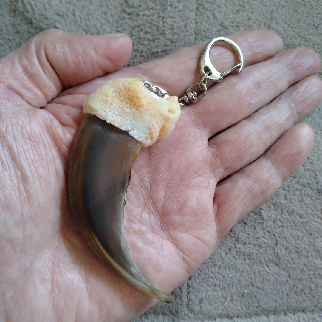 熊の爪　キーホルダー　特大　ヒグマの爪　羆の爪　魔除け　災難除け　財運・金運上昇