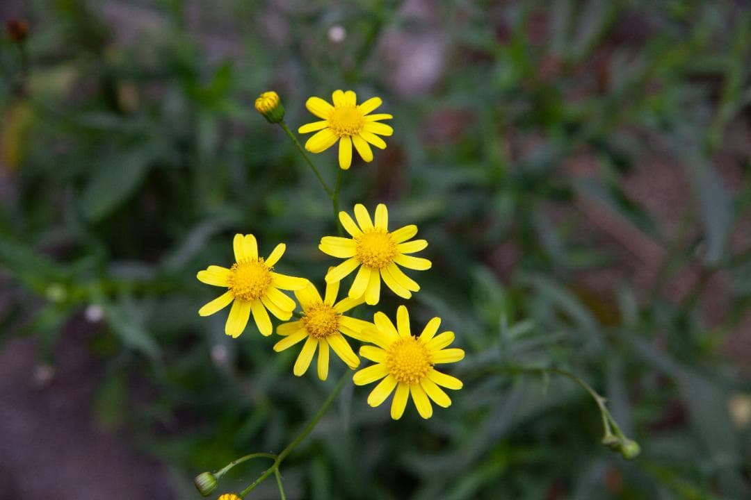 レンズ(ズーム) TAMRON SP A09 XR Di 28-75mm f/2.8 MACRO