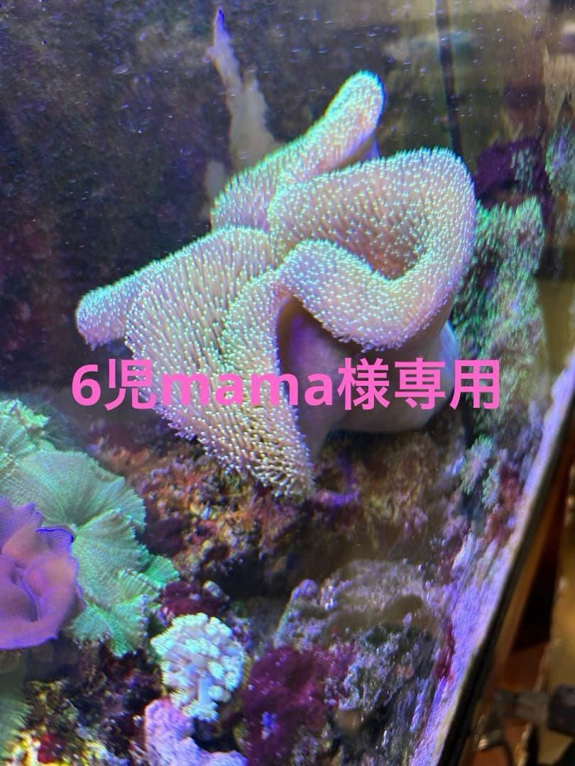 6児mamaです。