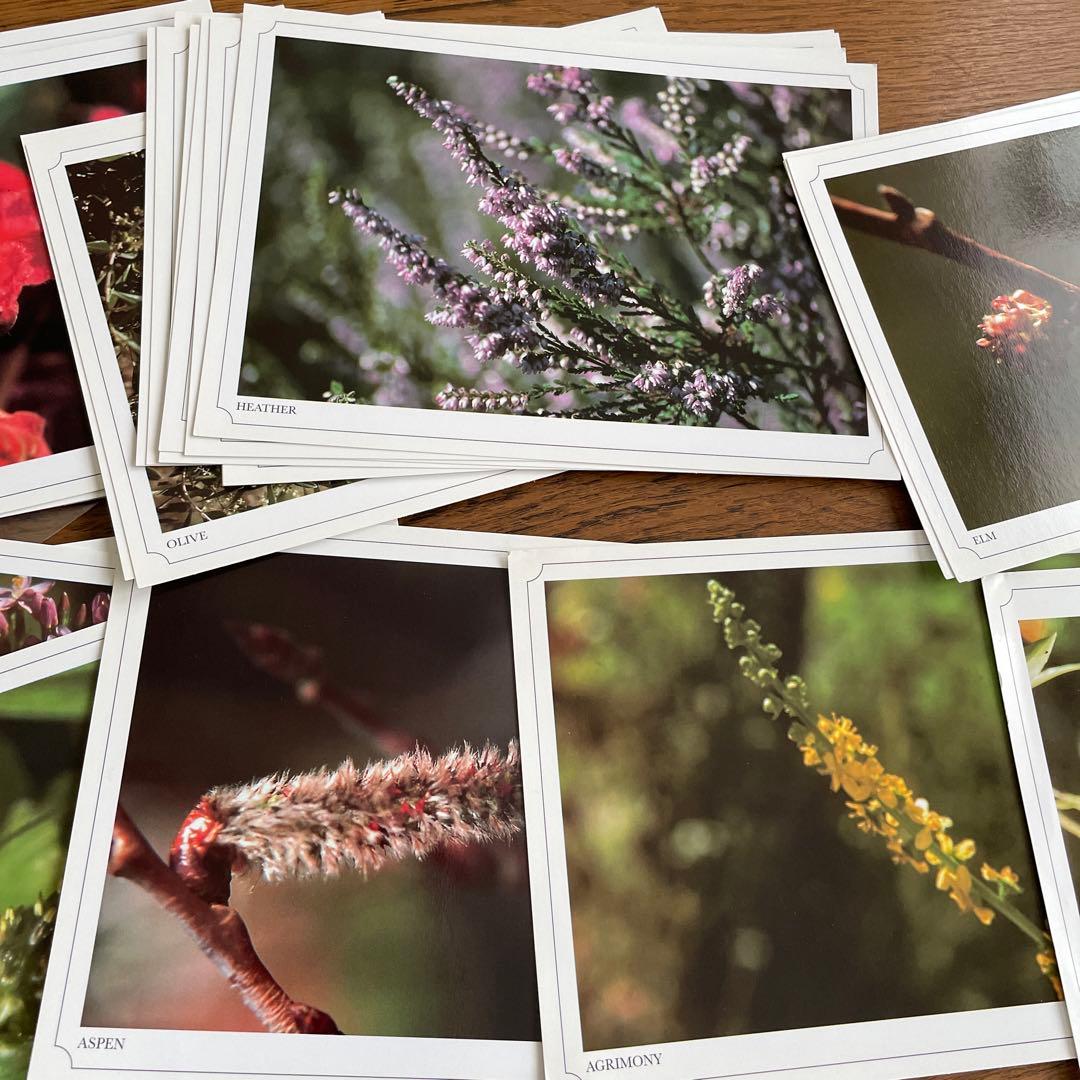 バッチフラワーレメディの38種の写真